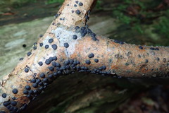 Diatrype disciformis