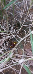 Scolia picteti