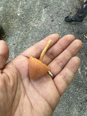Entoloma quadratum
