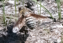 Exoprosopa brevirostris