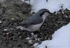 Sitta europaea asiatica