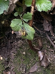 Vespula vulgaris