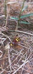 Scolia picteti