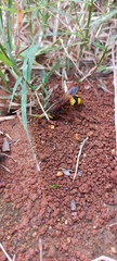 Scolia picteti
