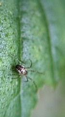 Metellina segmentata