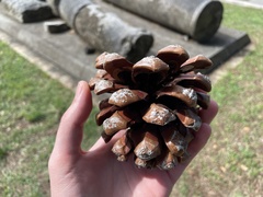 Pinus pinea