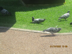 Columba livia domestica