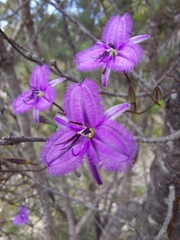 Thysanotus