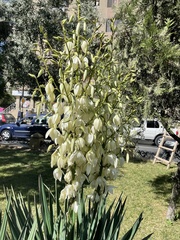 Yucca