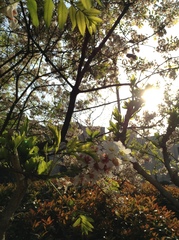 Xanthoceras sorbifolium