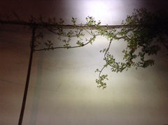 Trachelospermum jasminoides