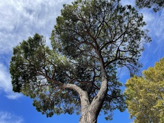 Pinus pinea
