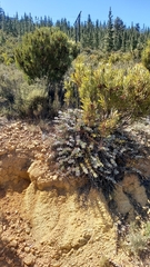 Protea amplexicaulis