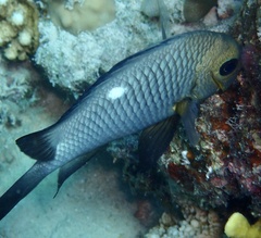 Dascyllus trimaculatus
