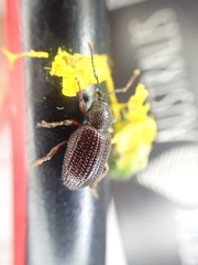 Otiorhynchus cribricollis