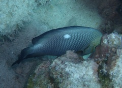 Dascyllus trimaculatus