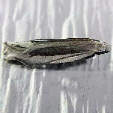 Anacampsis