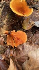 Cantharellus cinnabarinus