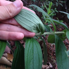 Lithospermum exsertum