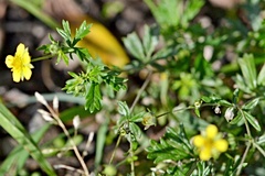 Potentilla erecta