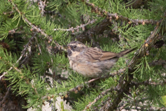 Prunella atrogularis