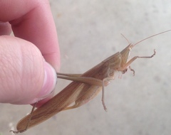 Neoconocephalus robustus