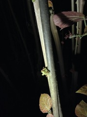 Alchornea davidii