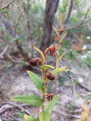 Pterostylis sanguinea