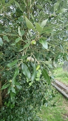 Quercus ilex