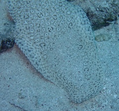 Pardachirus marmoratus