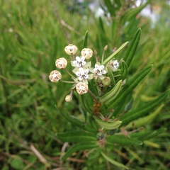 Asclepias mexicana