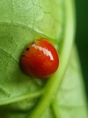 Chilocorus circumdatus