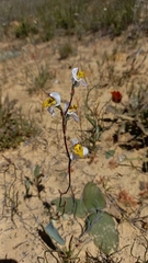 Disa flexuosa