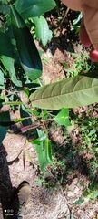 Turpinia formosana