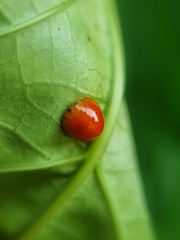 Chilocorus circumdatus