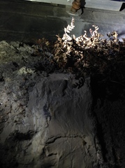 Hypodematium