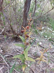 Pterostylis sanguinea