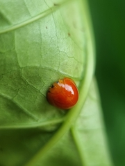 Chilocorus circumdatus