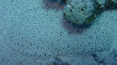 Pardachirus marmoratus