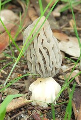 Morchella australiana
