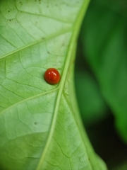 Chilocorus circumdatus