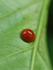 Chilocorus circumdatus