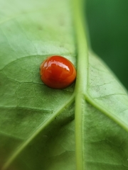 Chilocorus circumdatus
