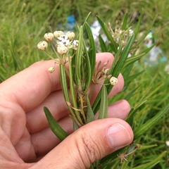 Asclepias mexicana