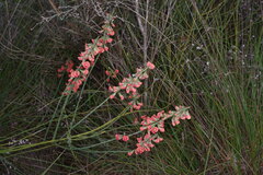Sphaerolobium grandiflorum