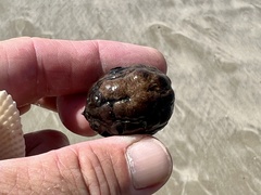 Sacoglottis amazonica