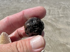 Sacoglottis amazonica