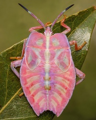 Tessaratomidae