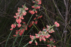 Sphaerolobium grandiflorum