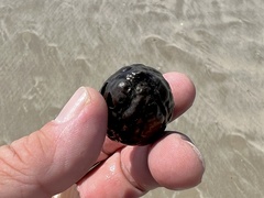 Sacoglottis amazonica